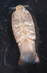 Cymothoidae