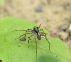 Pardosa