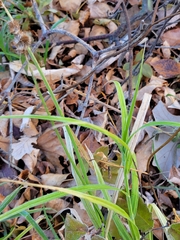 Carex bebbii