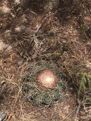 Melocactus zehntneri