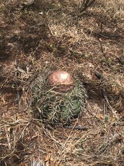 Melocactus zehntneri