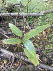 Salix lasiandra