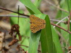 Junonia chorimene