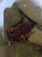 Austropotamobius pallipes