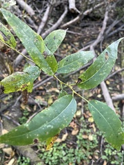 Salix lasiandra