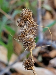 Carex bebbii