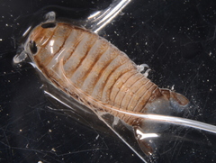 Cymothoidae