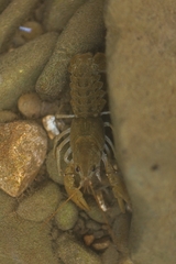 Austropotamobius pallipes