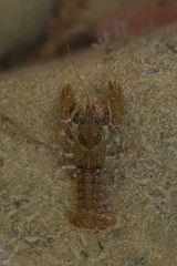Austropotamobius pallipes