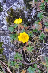 Potentilla aurea