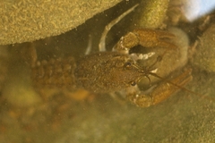 Austropotamobius pallipes
