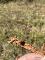 Tenebrionidae