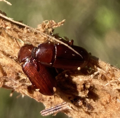 Tenebrionidae