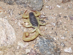 Hadrurus spadix