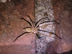 Anyphaena