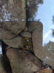 Austropotamobius pallipes