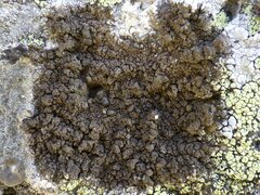 Protoparmelia