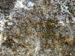 Protoparmelia