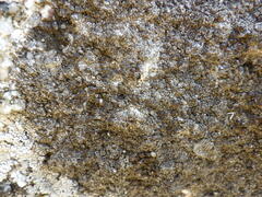 Protoparmelia
