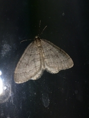 Operophtera fagata