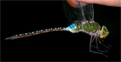 Anax guttatus