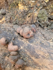 Daldinia concentrica