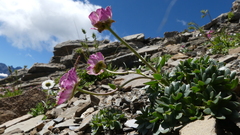 Ranunculus glacialis