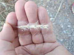 Bothriochloa laguroides