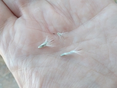 Bothriochloa laguroides