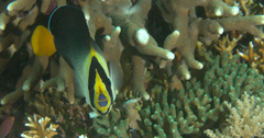 Chaetodontoplus mesoleucus