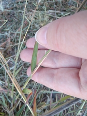 Bothriochloa laguroides