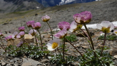 Ranunculus glacialis