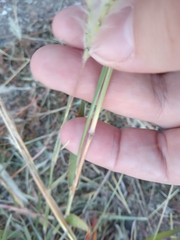 Bothriochloa laguroides