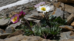 Ranunculus glacialis