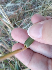 Bothriochloa laguroides