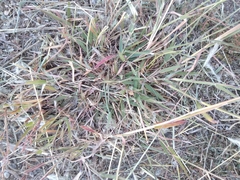 Bothriochloa laguroides