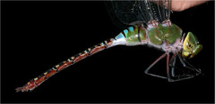 Anax guttatus