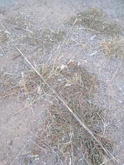 Bothriochloa laguroides