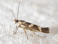 Scythris trivinctella