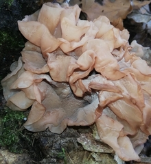 Phaeotremella frondosa