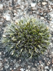 Grimmia pulvinata