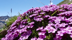 Silene acaulis exscapa