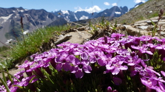Silene acaulis exscapa