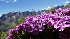 Silene acaulis exscapa