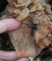 Phaeotremella frondosa