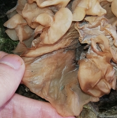 Phaeotremella frondosa
