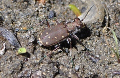 Cicindela duodecimguttata