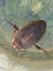 Dytiscus marginalis