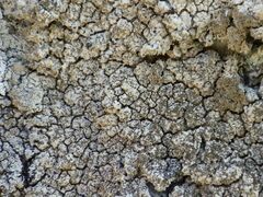Pertusaria pseudocorallina