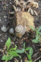 Caucasotachea vindobonensis